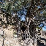 L’olivier de Roquebrune-Cap-Martin, le plus vieil arbre de France