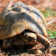 La Vallée des Tortues