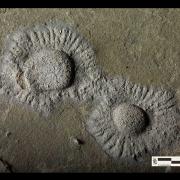 Fossile