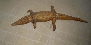 Le caïman