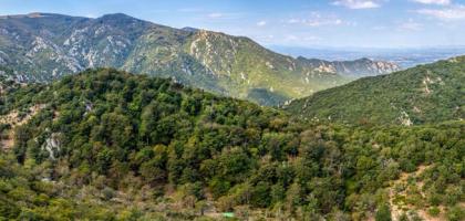 La hêtraie de la Massane