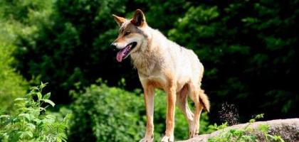 Les Loups de Chabrières